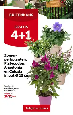 AVEVE Celosia argentea Deep Purple aanbieding