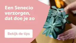AVEVE Een Senecio verzorgen, dat doe je zo aanbieding