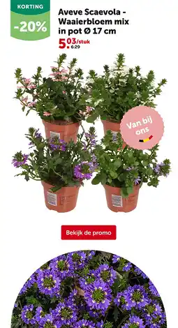 AVEVE Aveve Scaevola - Waaierbloem mix in pot Ø 17 cm aanbieding