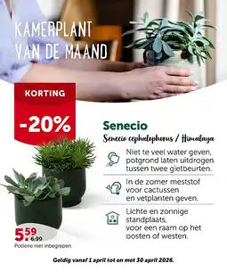 AVEVE Senecio Senecio cephalophorus / Himalaya aanbieding