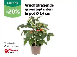 AVEVE Cherrytomaat aanbieding