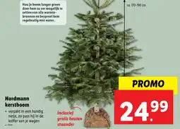 Lidl Nordmann Kerstboom aanbieding