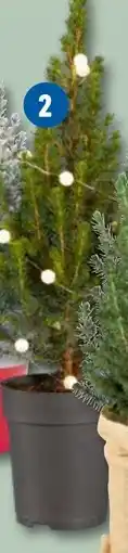 Lidl Picea met Verlichting aanbieding