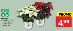 Lidl Kerstster aanbieding