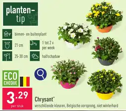 ALDI Chrysant aanbieding