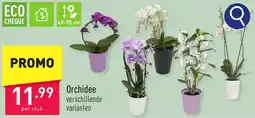 ALDI Orchidee aanbieding