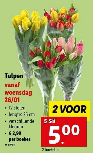 Lidl Tulpen aanbieding