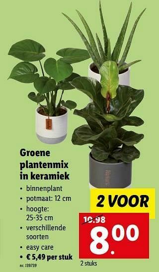 Lidl Groene plantenmix in keramiek aanbieding