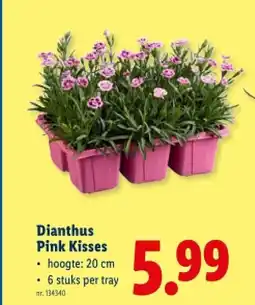 Lidl Dianthus Pink Kisses aanbieding