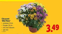 Lidl Chrysant 'Elle Fleur' aanbieding