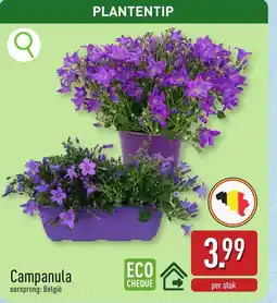 ALDI Campanula aanbieding