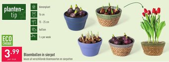 ALDI Bloembollen in sierpot aanbieding