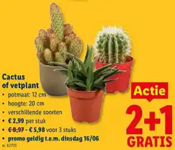 Lidl Cactus of vetplant aanbieding