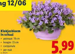 Lidl Klokjesbloem in schaal aanbieding
