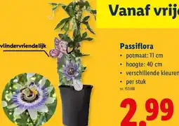 Lidl Passiflora aanbieding