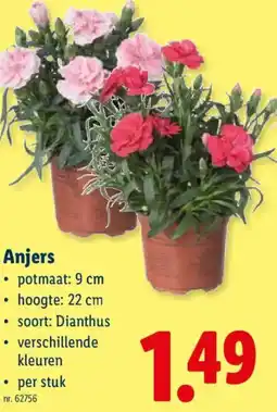 Lidl Anjers aanbieding