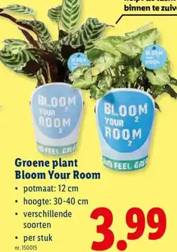 Lidl Groene plant Bloom Your Room aanbieding