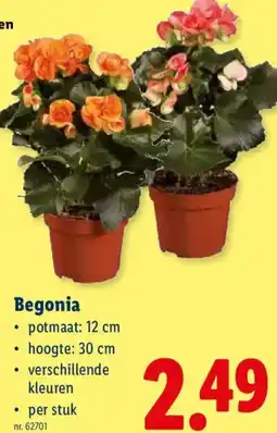 Lidl Begonia aanbieding