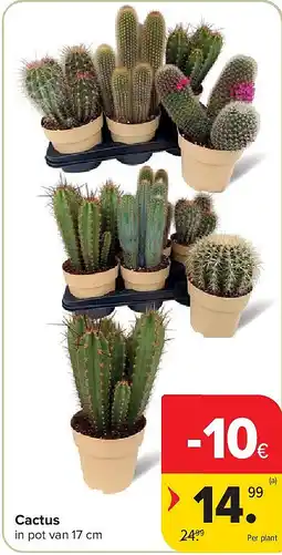 Carrefour Cactus aanbieding