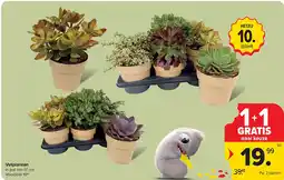 Carrefour Vetplanten aanbieding