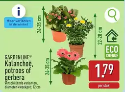 ALDI Gardenline kalanchoë, potroos of gerbera aanbieding