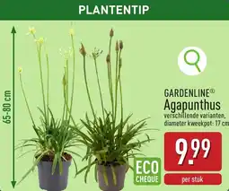 ALDI Gardenline agapunthus aanbieding