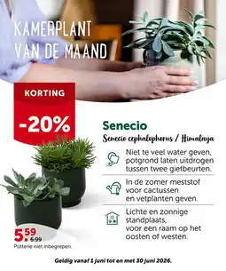 AVEVE Senecio Senecio cephalophorus / Himalaya aanbieding