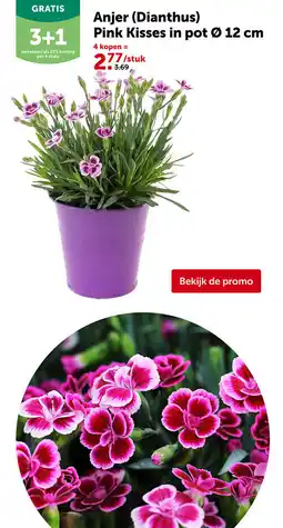 AVEVE Anjer (Dianthus) Pink Kisses in pot Ø 12 cm aanbieding