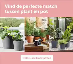AVEVE Vind de perfecte match tussen plant en pot aanbieding
