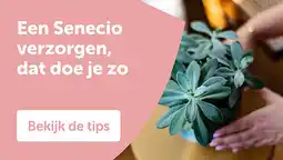 AVEVE Een Senecio verzorgen, dat doe je zo aanbieding