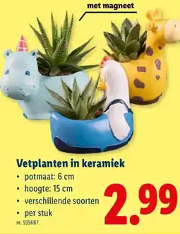 Lidl Vetplanten in keramiek aanbieding