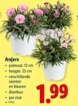 Lidl Anjers aanbieding