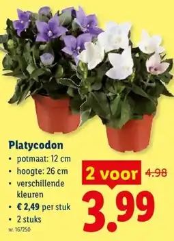 Lidl Platycodon aanbieding