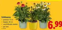 Lidl Echinacea aanbieding