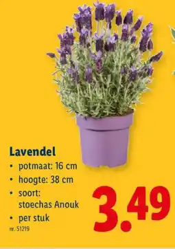 Lidl Lavendel aanbieding
