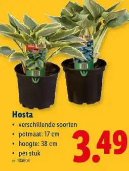 Lidl Hosta aanbieding