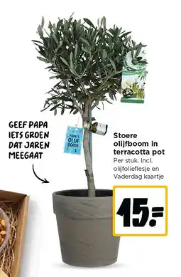 Jumbo Stoere olijfboom in terracotta pot aanbieding