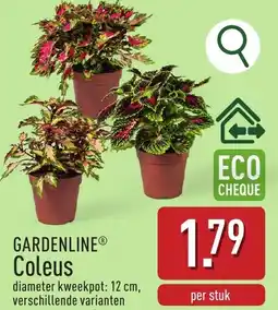 ALDI Gardenline coleus aanbieding