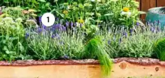 Vaste planten