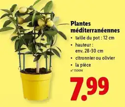 Lidl Plantes Méditerranéennes aanbieding
