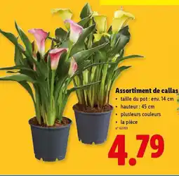 Lidl Assortiment de callas aanbieding