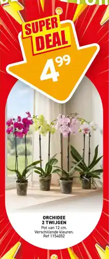 Trafic Orchidee 2 twijgen aanbieding
