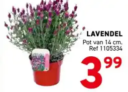 Trafic Lavendel aanbieding