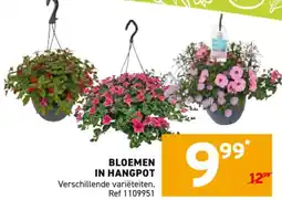 Trafic Bloemen in hangpot aanbieding