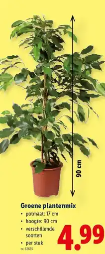 Lidl Groene plantenmix aanbieding