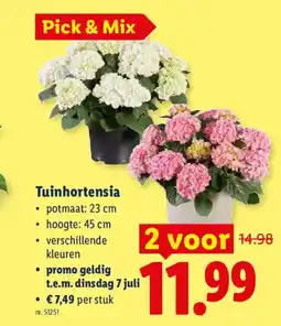 Lidl Tuinhortensia aanbieding