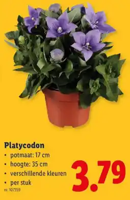 Lidl Platycodon aanbieding