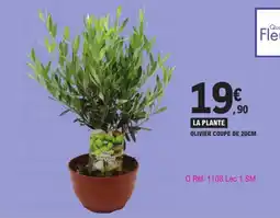 E.Leclerc Olivier Coupe aanbieding