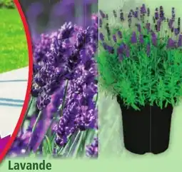 Norma Lavande aanbieding