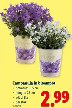 Lidl Campanula in Bloempot aanbieding